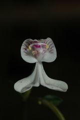 Disperis oppositifolia