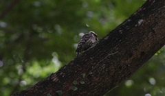 Yungipicus moluccensis