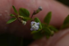 Scutellaria dependens