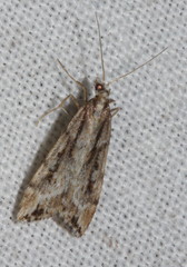 Scoparia ithyntis