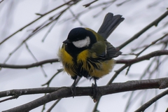 Parus major
