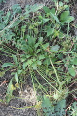 Cyperus nipponicus