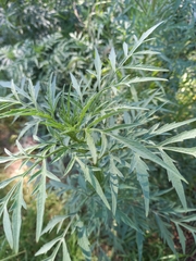 Bidens bipinnata