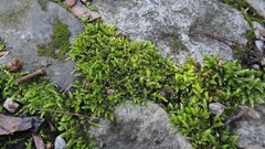 Cirriphyllum crassinervium