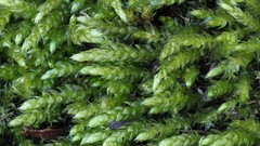 Cirriphyllum crassinervium