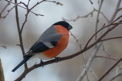 Pyrrhula pyrrhula