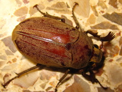 Melolontha incana
