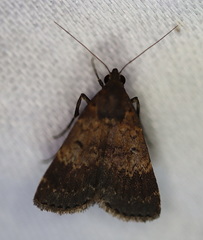 Hydrillodes metisalis