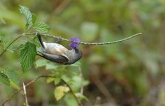 Zosterops borbonicus