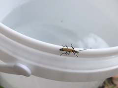 Chauliognathus tricolor