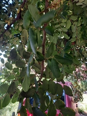 Ceratonia siliqua