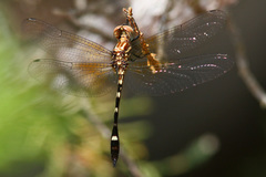 Macrothemis inequiunguis
