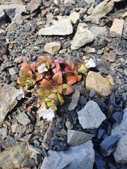 Epilobium forbesii