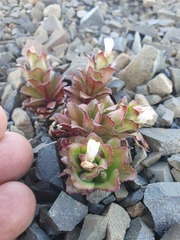 Epilobium forbesii