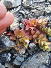 Epilobium forbesii