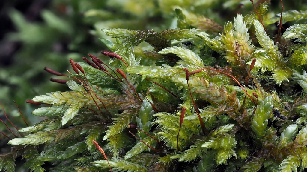 Schleicher's Silk Moss