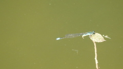 Acanthagrion