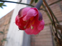 Passiflora tripartita mollissima