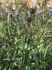Bidens bipinnata