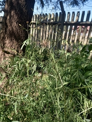 Bidens bipinnata