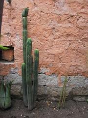 Trichocereus macrogonus peruvianus