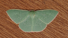 Prasinocyma semicrocea