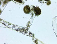 Vaucheria canalicularis