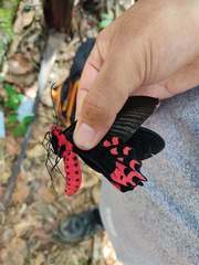 Atrophaneura semperi