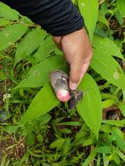 Phyllodes consobrina