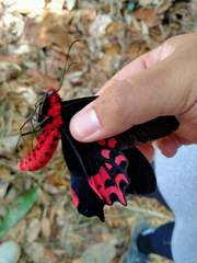 Atrophaneura semperi