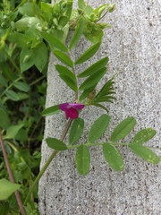 Vicia sativa