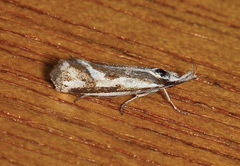 Orthiastis hyperocha