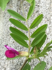 Vicia sativa