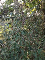 Lepidaploa argyropappa