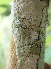 Arthopyrenia minutella