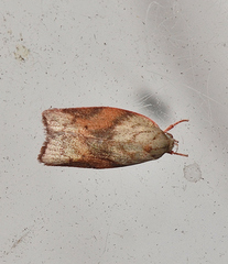 Euchaetis iozona