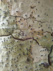 Arthopyrenia minutella