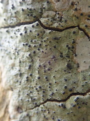 Arthopyrenia minutella