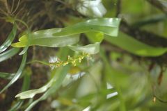 Bulbophyllum prismaticum
