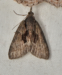 Microdes melanocausta