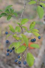 Pseudocercospora chionanthi-retusi