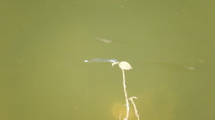 Acanthagrion