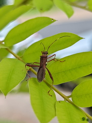 Riptortus abdominalis