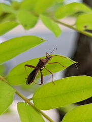 Riptortus abdominalis