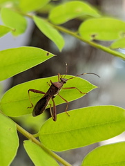 Riptortus abdominalis