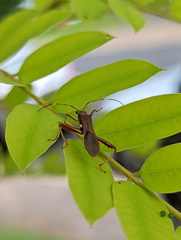 Riptortus abdominalis