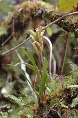 Bulbophyllum cylindrocarpum