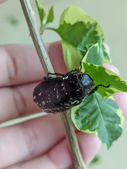 Dermolepida albohirtum