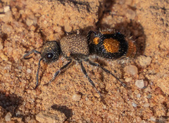 Ronisia