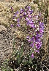 Penstemon secundiflorus